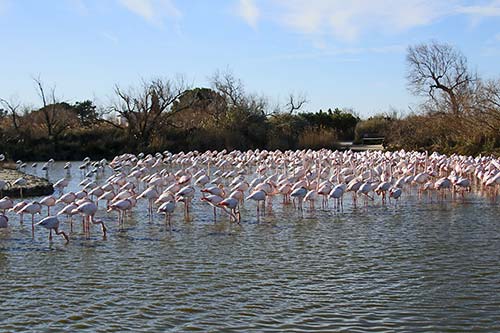 Les Flamands Roses img_06785