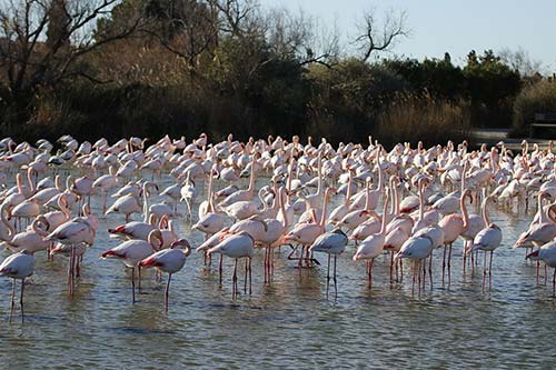 Les Flamands Roses img_06786