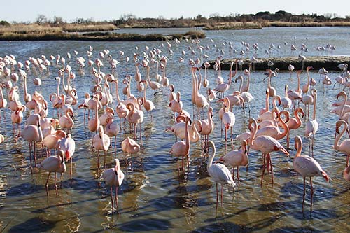 Les Flamands Roses img_06795