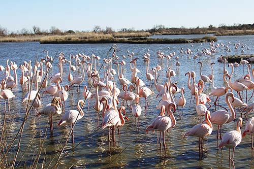 Les Flamands Roses img_06806