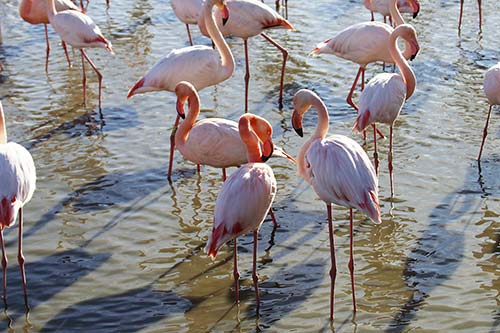 Les Flamands Roses img_06817
