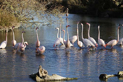 Les Flamands Roses img_06918