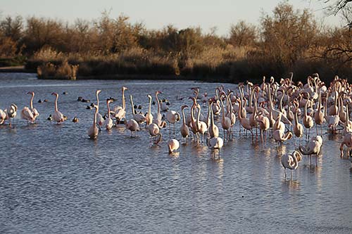Les Flamands Roses img_06934