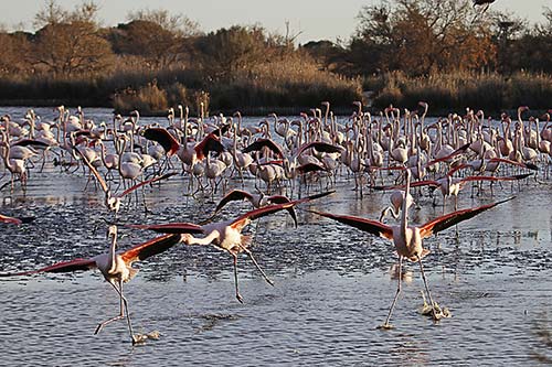Les Flamands Roses img_06958