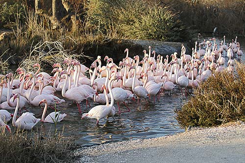 Les Flamands Roses img_06962