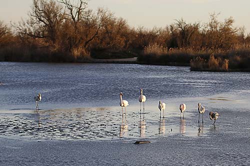 Les Flamands Roses img_06983