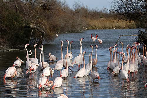 Les Flamands Roses img_07136