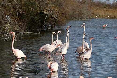 Les Flamands Roses img_07141
