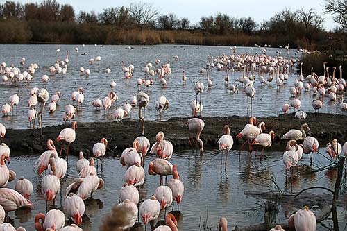 Les Flamands Roses img_07182