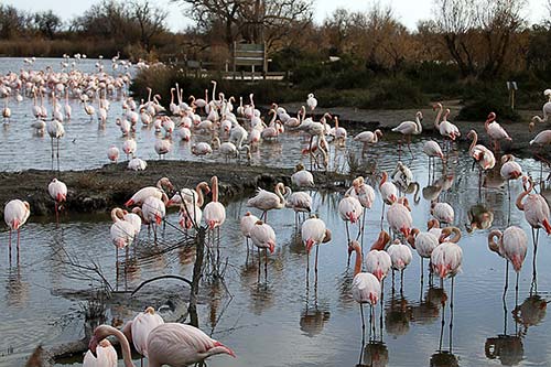 Les Flamands Roses img_07183