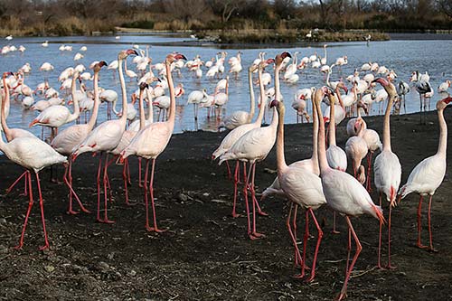 Les Flamands Roses img_07186