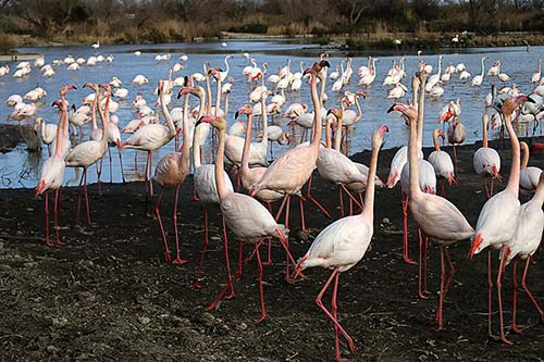 Les Flamands Roses img_07187