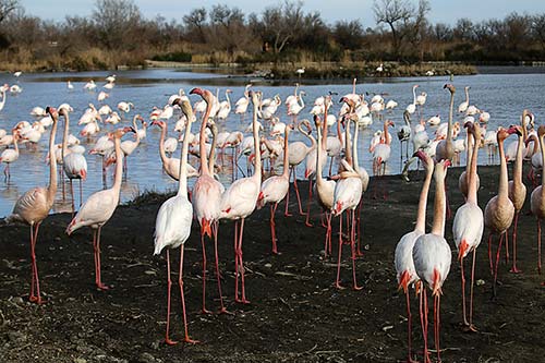 Les Flamands Roses img_07190