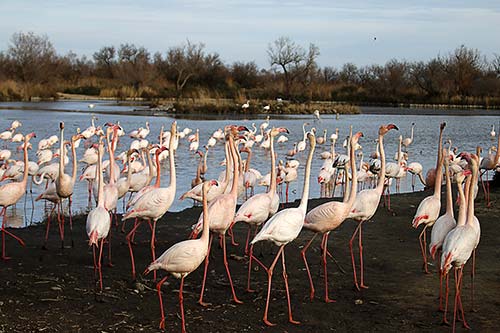 Les Flamands Roses img_07198