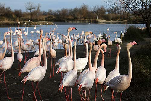 Les Flamands Roses img_07204