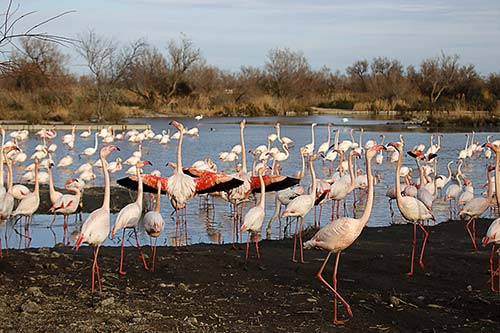 Les Flamands Roses img_07205