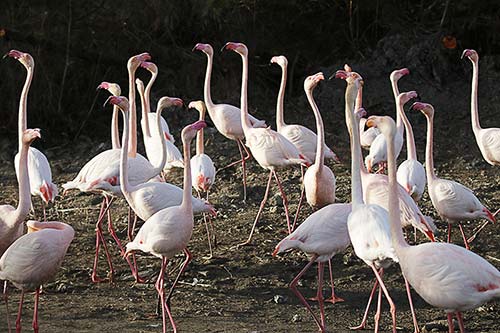 Les Flamands Roses img_07225