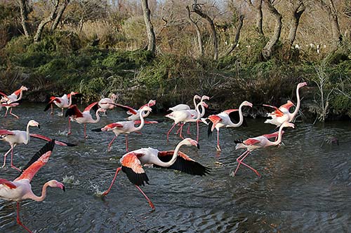 Les Flamands Roses img_07249