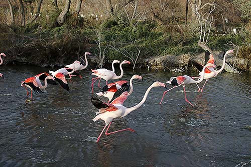 Les Flamands Roses img_07250