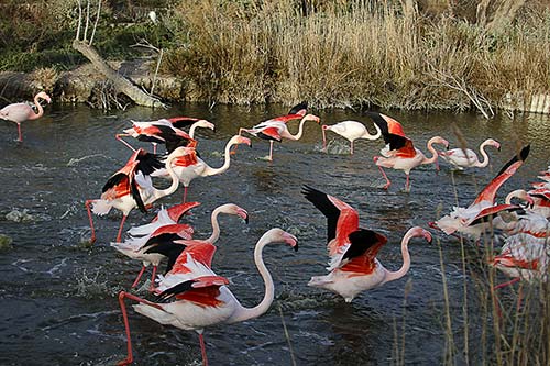 Les Flamands Roses img_07252