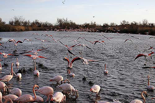 Les Flamands Roses img_07260