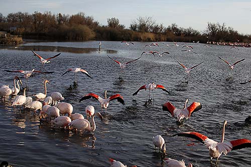 Les Flamands Roses img_07271