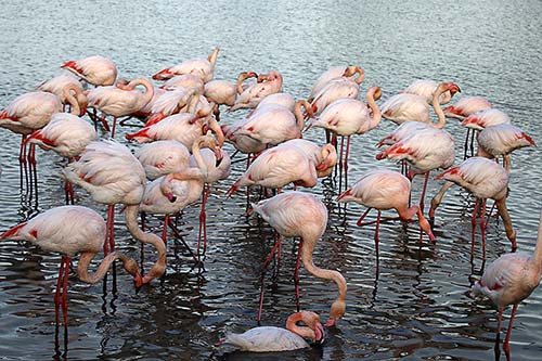 Les Flamands Roses img_07330