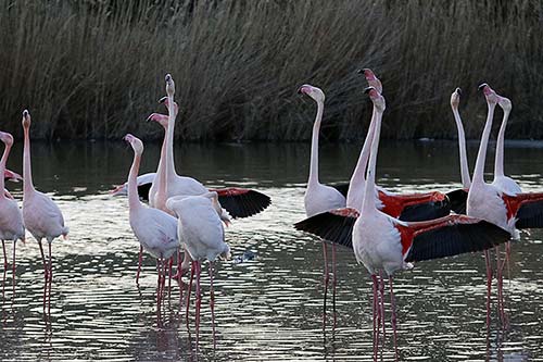 Les Flamands Roses img_07337