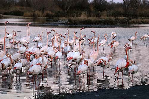 Les Flamands Roses img_07371