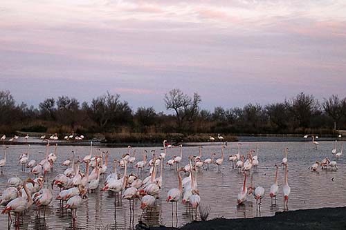 Les Flamands Roses img_07375