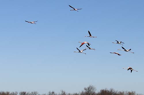 Les Flamands Roses img_06718
