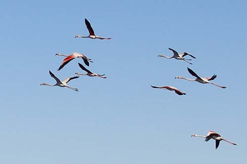 Les Flamands Roses img_06718a