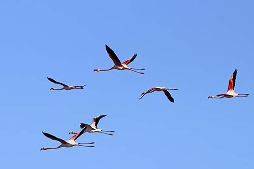 Les Flamands Roses img_06719