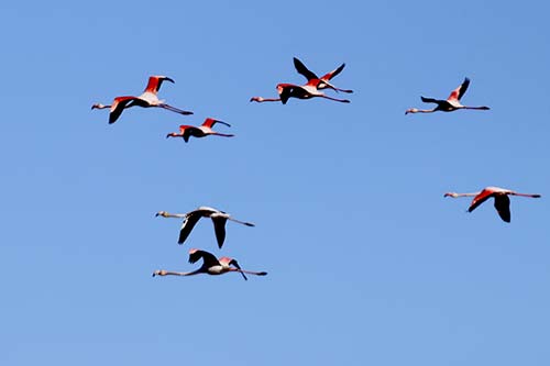 Les Flamands Roses img_06720