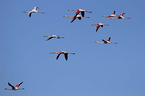 Les Flamands Roses img_06721