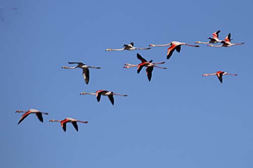 Les Flamands Roses img_06722