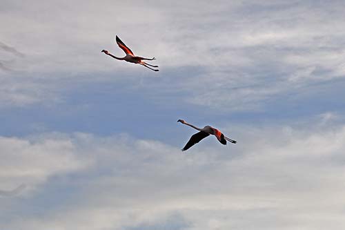Les Flamands Roses img_06939