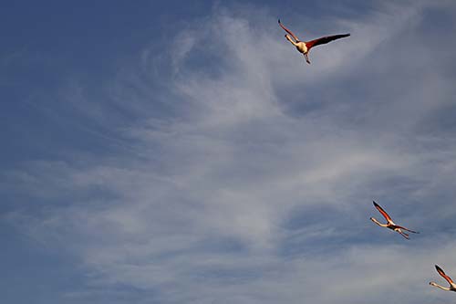 Les Flamands Roses img_06940