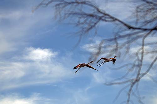 Les Flamands Roses img_06944