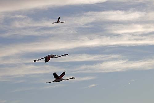 Les Flamands Roses img_06946
