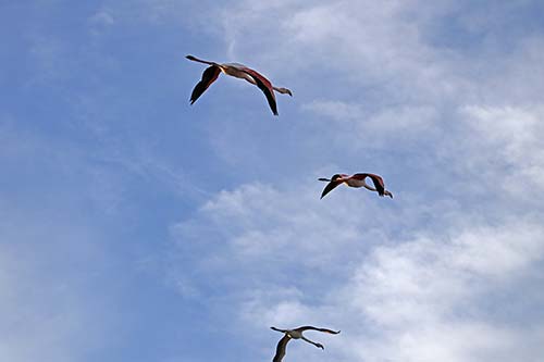 Les Flamands Roses img_06952