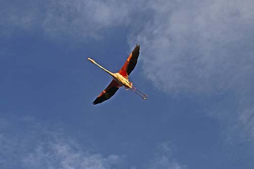 Les Flamands Roses img_06986