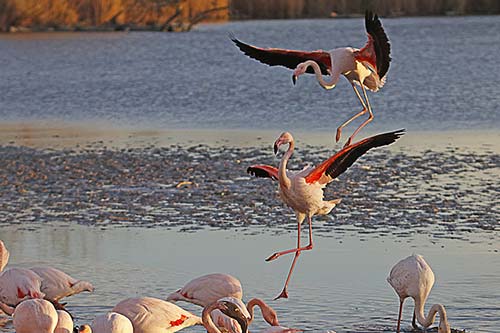 Les Flamands Roses img_06994
