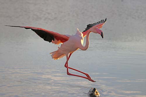 Les Flamands Roses img_06997