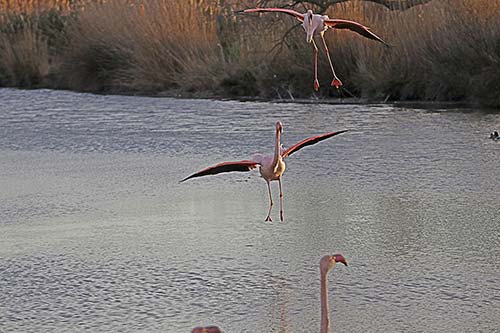 Les Flamands Roses img_07008