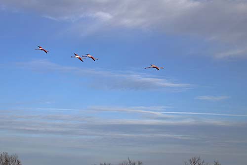 Les Flamands Roses img_07207