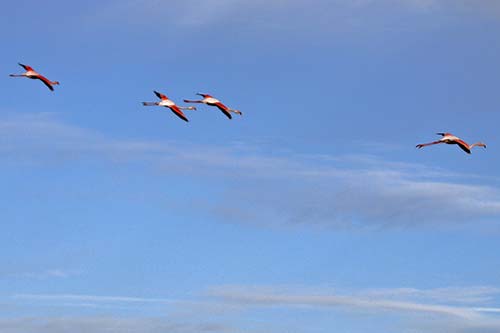 Les Flamands Roses img_07207a