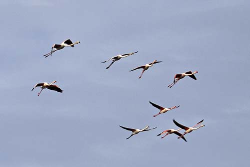 Les Flamands Roses img_07216
