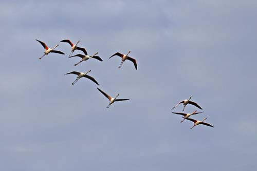 Les Flamands Roses img_07217