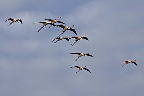 Les Flamands Roses img_07218